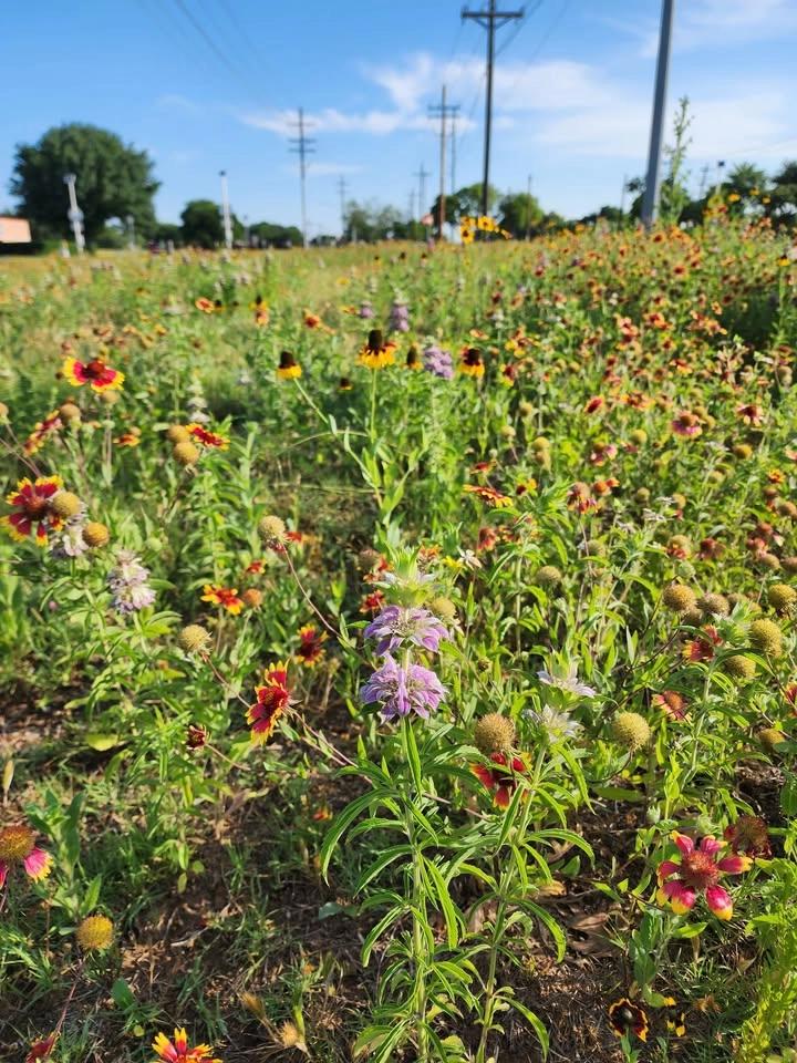 Third Sunday Nature Talk - "Wildflowers - Not Just a Spring Thing" with Pat Thompson