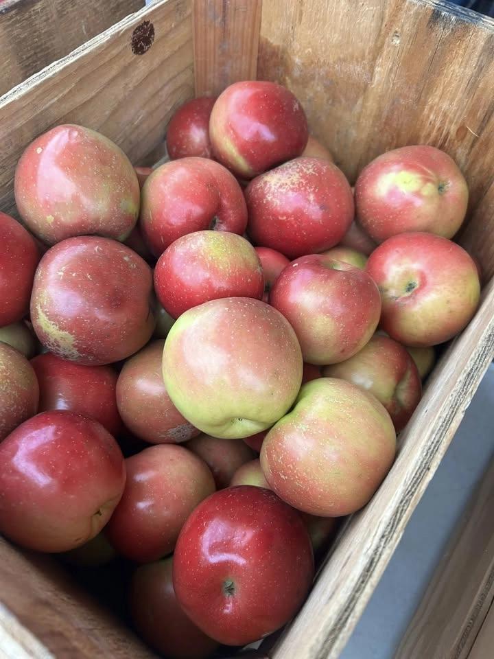 Apple Fest at the Market!
