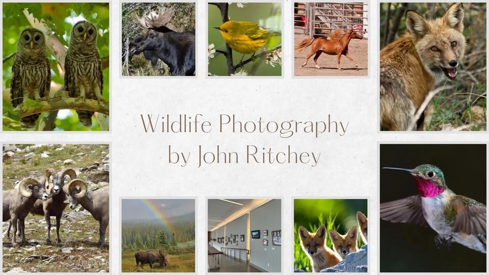 Wildlife Photography by John Ritchey