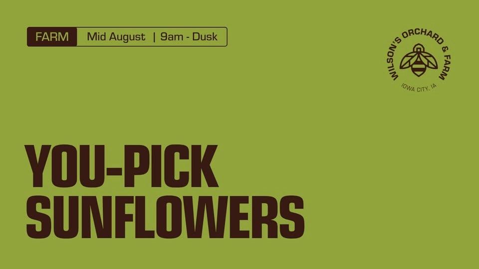 You-Pick Sunflowers