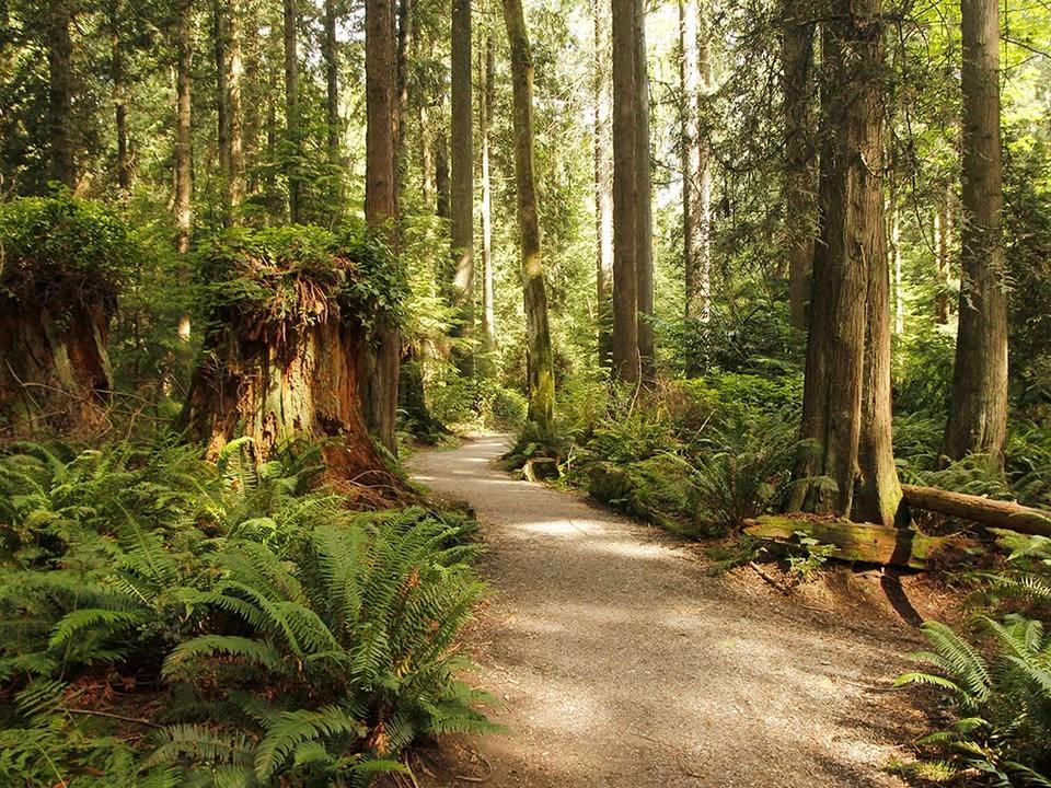 Forest Foundations: Tree Life Cycle