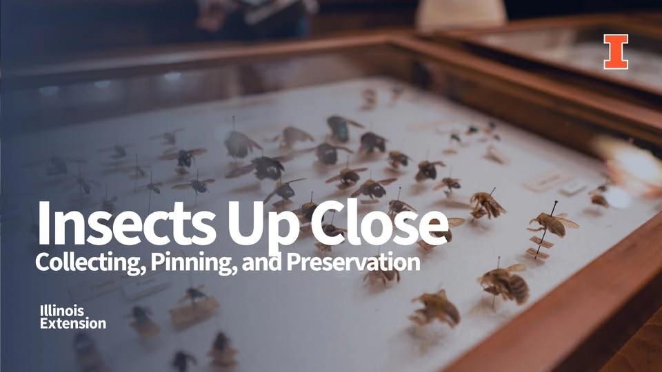 Insects Up Close: Collecting, Pinning, and Preservation