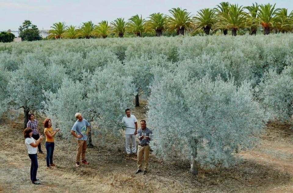 Olive grove Tour & Tasting