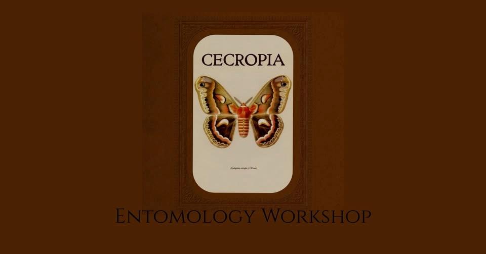August Entomology Workshop - Cecropia Moth