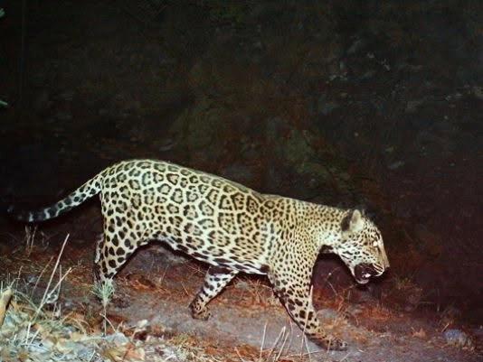 Northern Jaguar Project