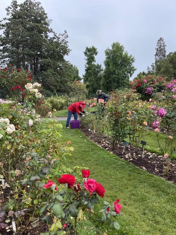 Weekly Deadheading Session at Point Defiance Rose Garden