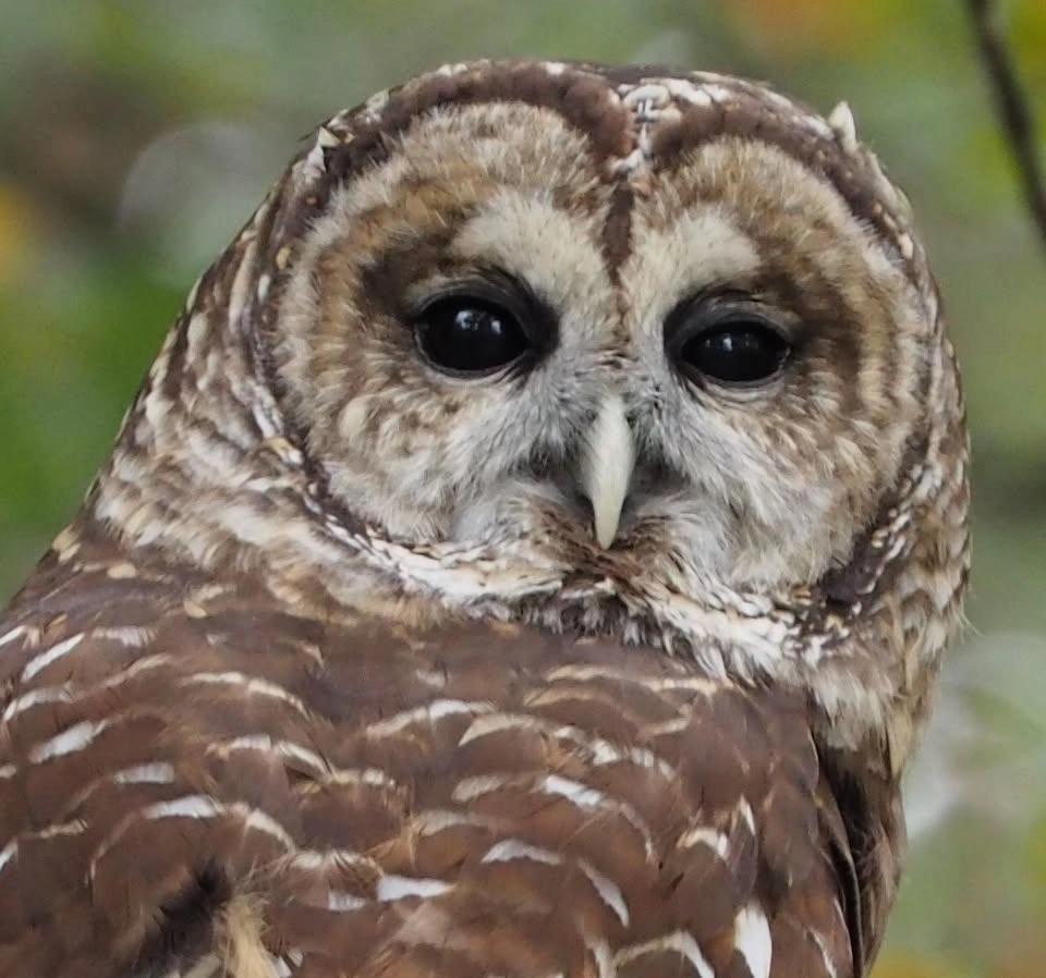 Wings of Wonder @ Pipestem Resort State Park