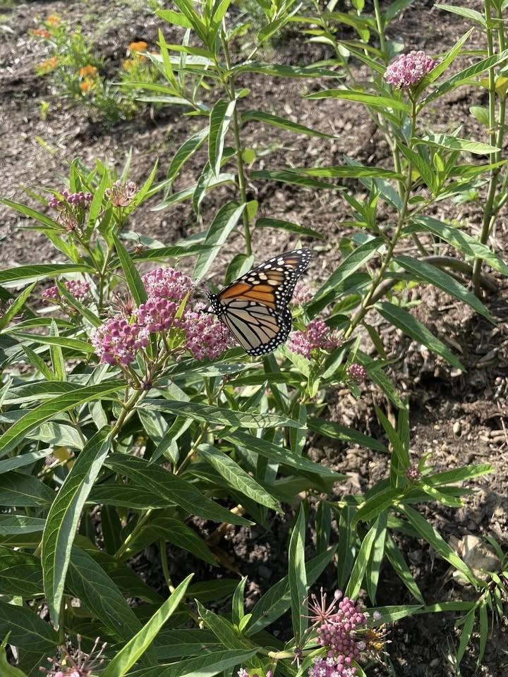Monarch Butterfly Celebration & Release