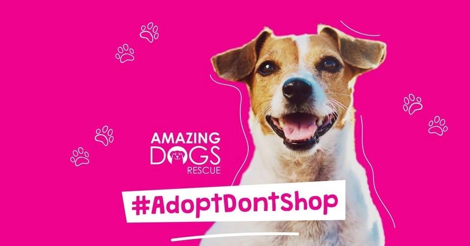 Santa Ana, CA - Amazing Adoption Event