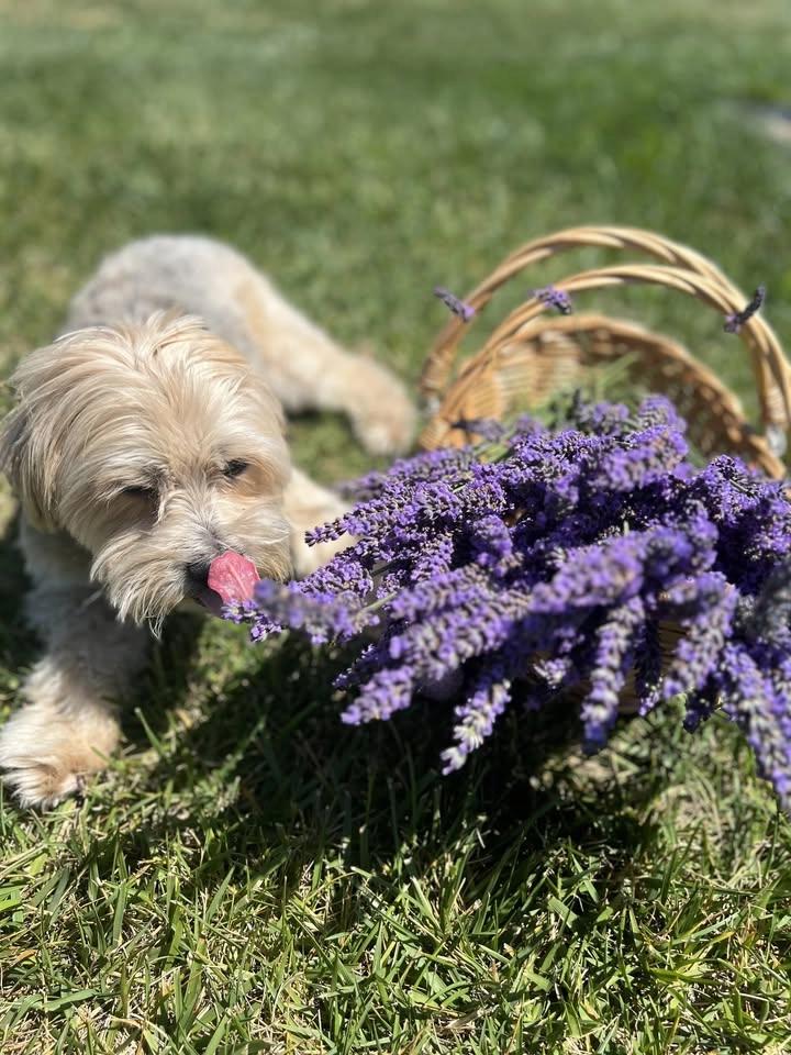 Barks and Blooms - All things pets and flowers at The Lavender Farm and Flower Market
