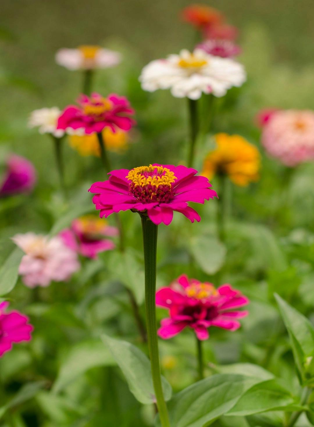 🌸 Zinnia Harmonies | A Summer Evening Guided Sound Journey