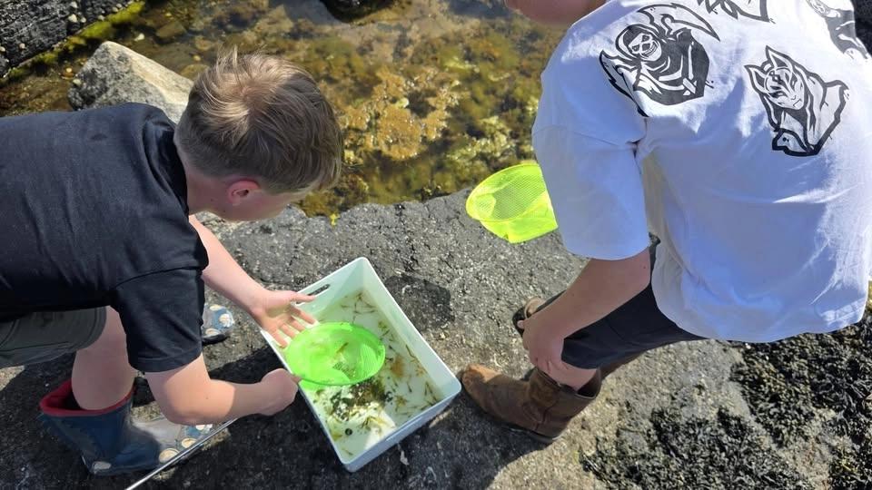 Rockpooling - Seashore Safari for kids
