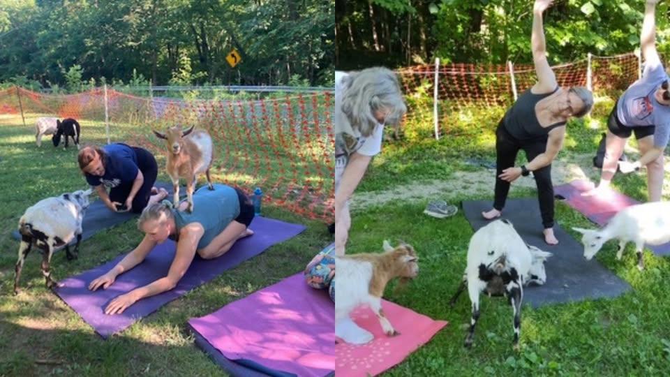Goat Yoga