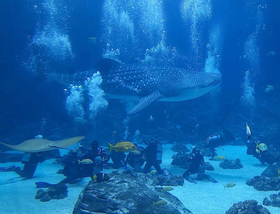 Georgia Aquarium - Dive with the Gentle Giants