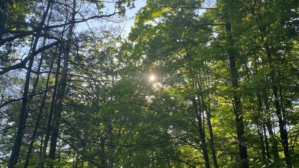 Forest Bathing