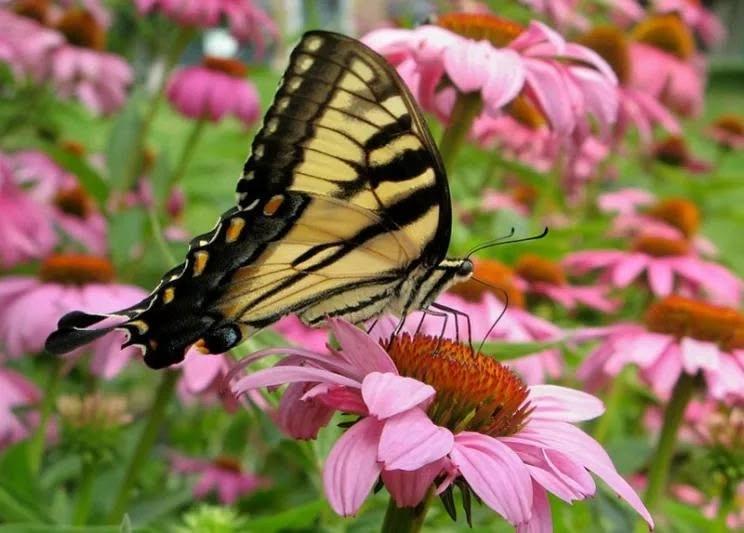 Establishing a Native Pollinator Garden