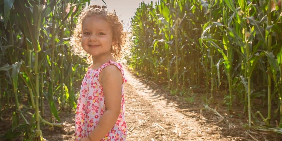 Cowvin's Corny Maze & Playland Open Daily