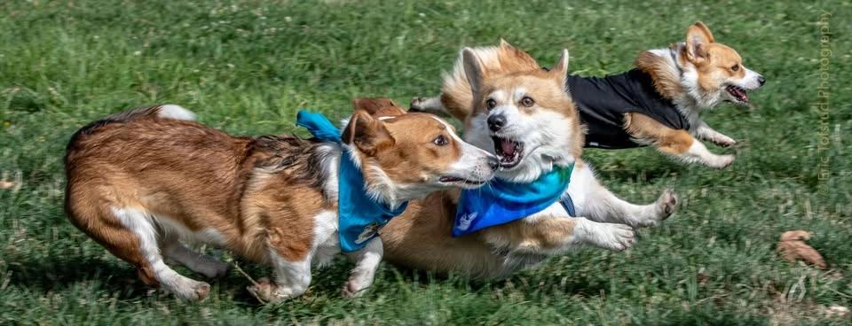 North Natomas Regional Dog Park - Big Meet