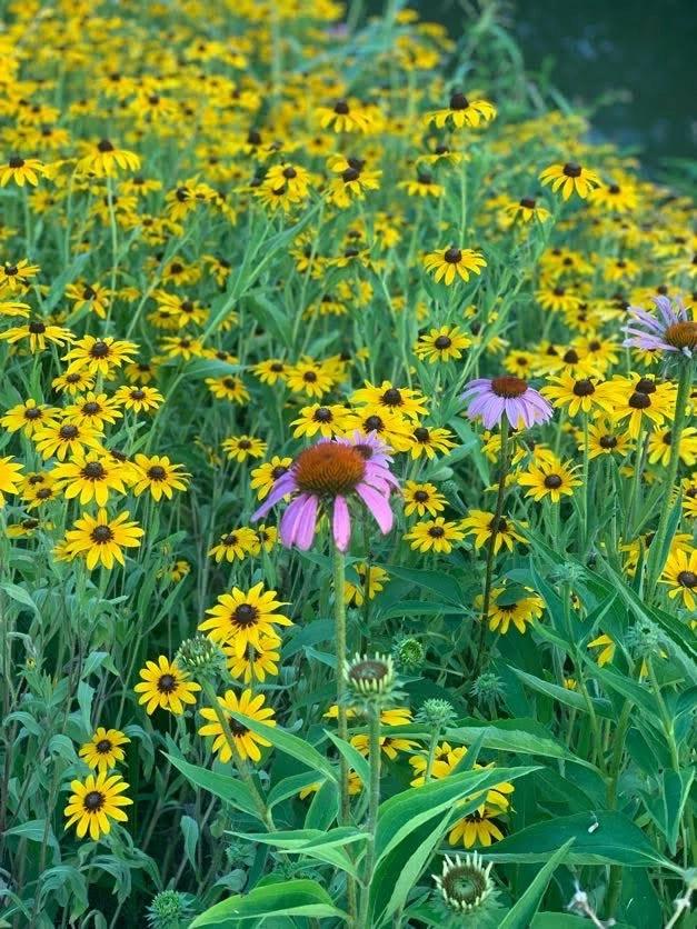 Pollinator Fest 2026