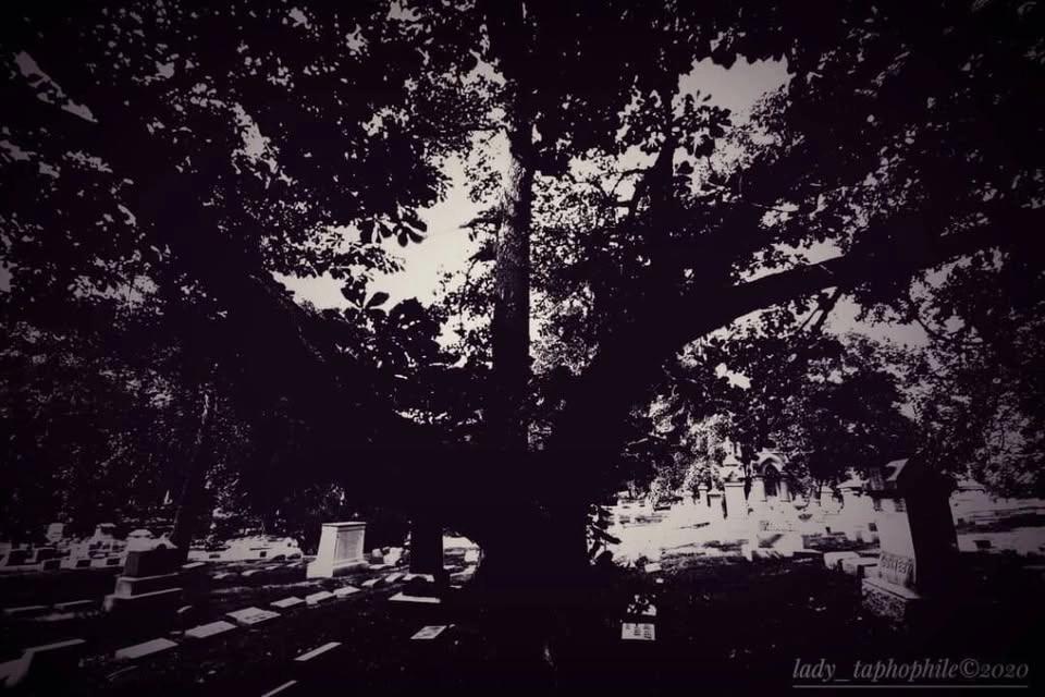Strange and Unusual Tales in Woodland