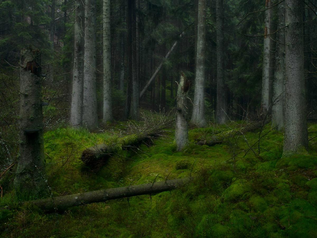 Skogen genom Naturfotografernas ögon