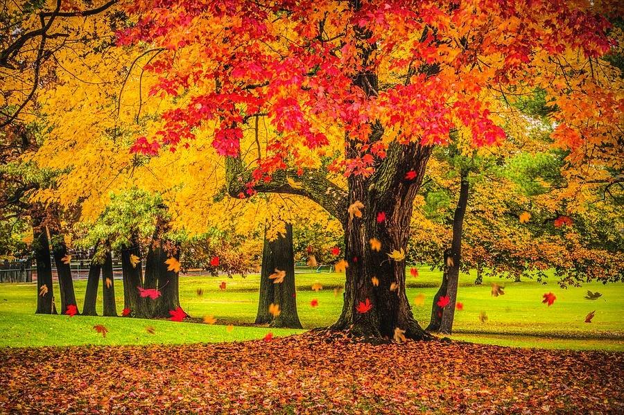 2026 FALLING LEAVES