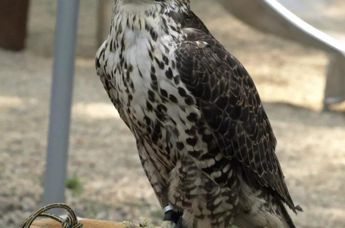 Sokolnická úterý v zoo Děčín 2026