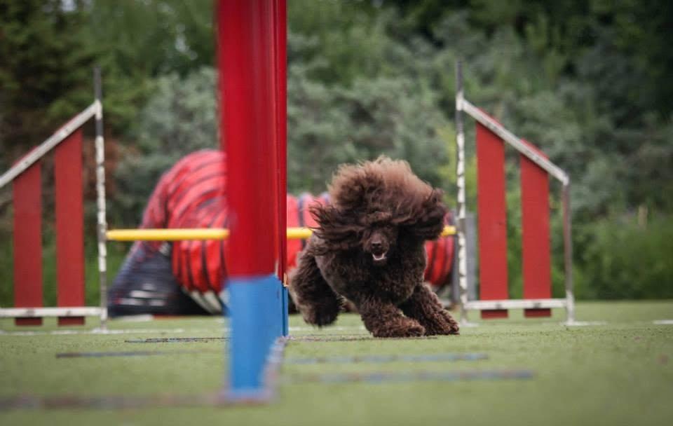Agility Grundkurs DAGTID