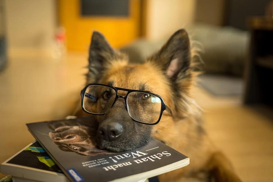 🐾 Läsa din hund 13/8🐾