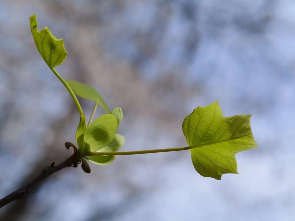 Tree ID with Levi O'Brien
