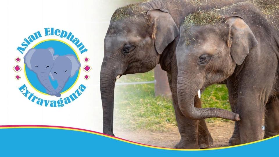 Asian Elephant Extravaganza