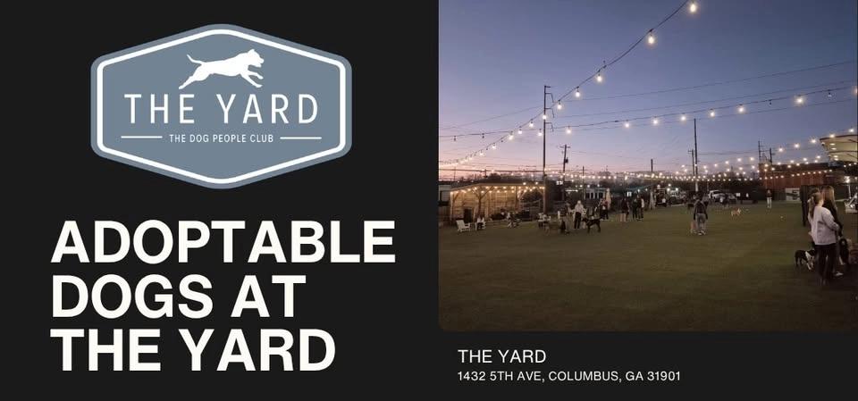 Adoptable Dogs at The Yard