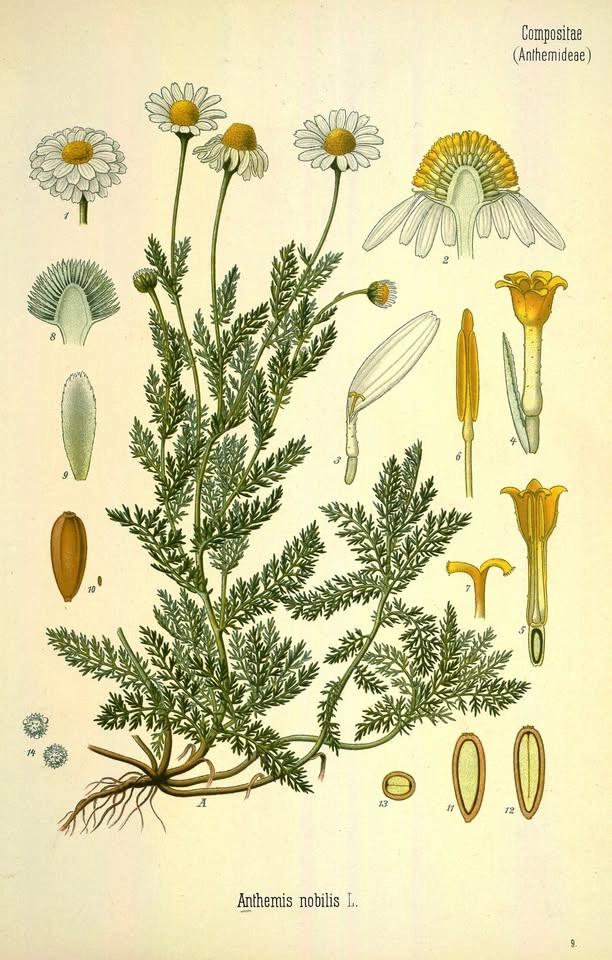 Monthly Herbal Class on Chamomile