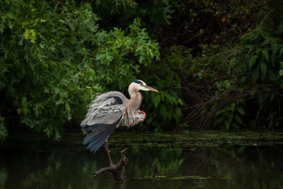 Family Fun Day: Feathered Friends