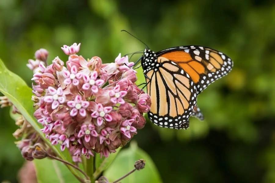 Milkweed & Monarchs with Louie Sandstrum