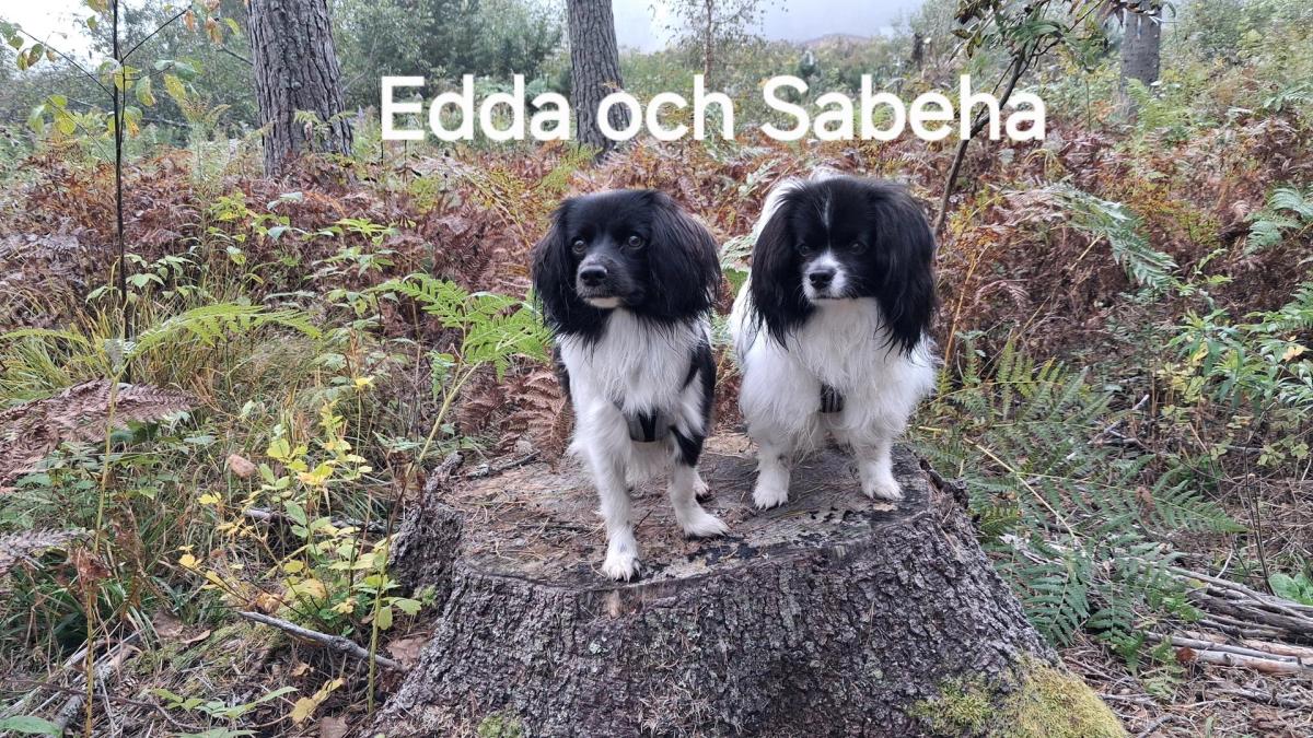 Läsa med hund