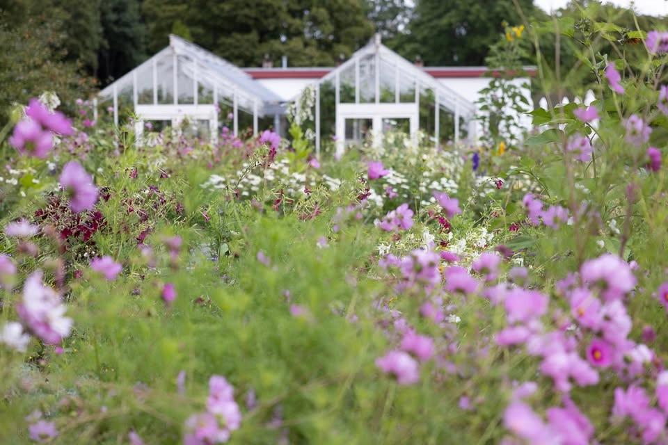 Sommer på Gartneriet: Blomster, bier og aktiviteter for hele familien 🌸🐝
