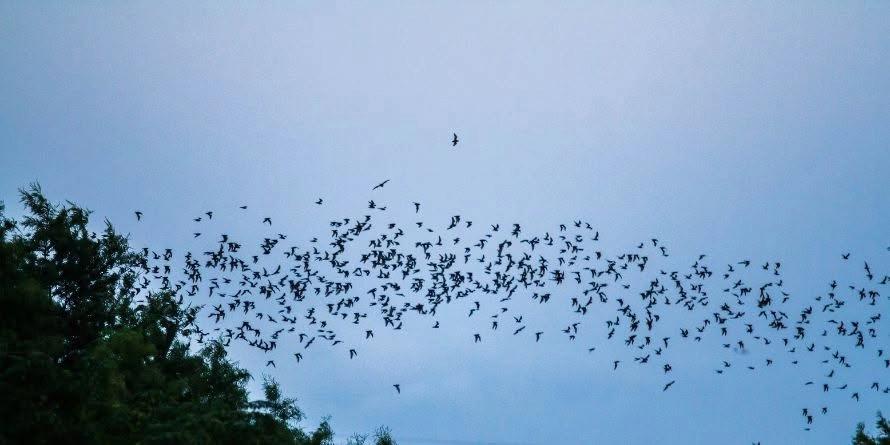 Bats of Nebraska (W. Clarke Swanson Branch)