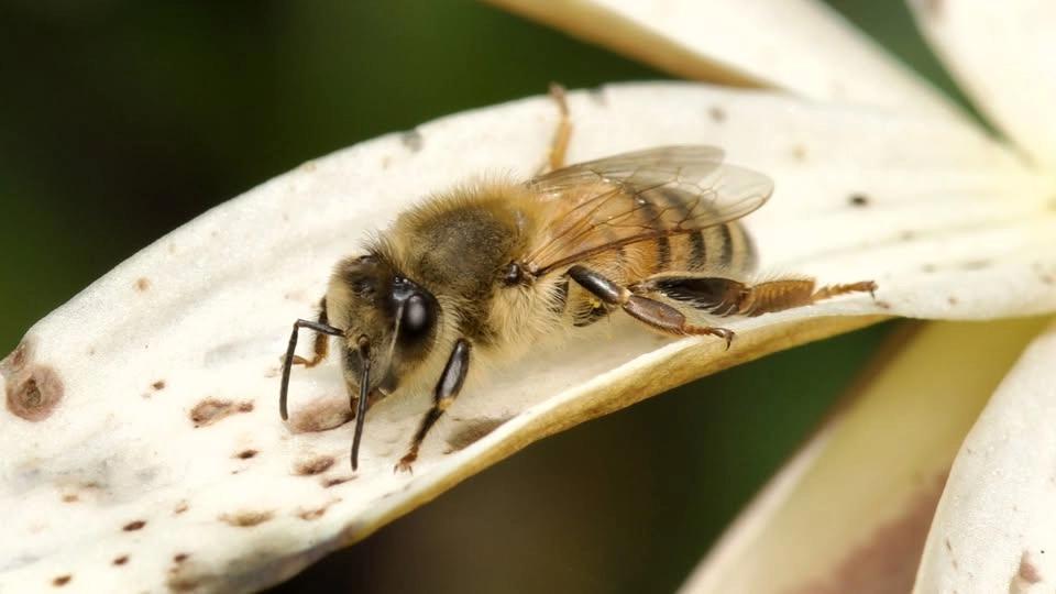The Buzz About Bees