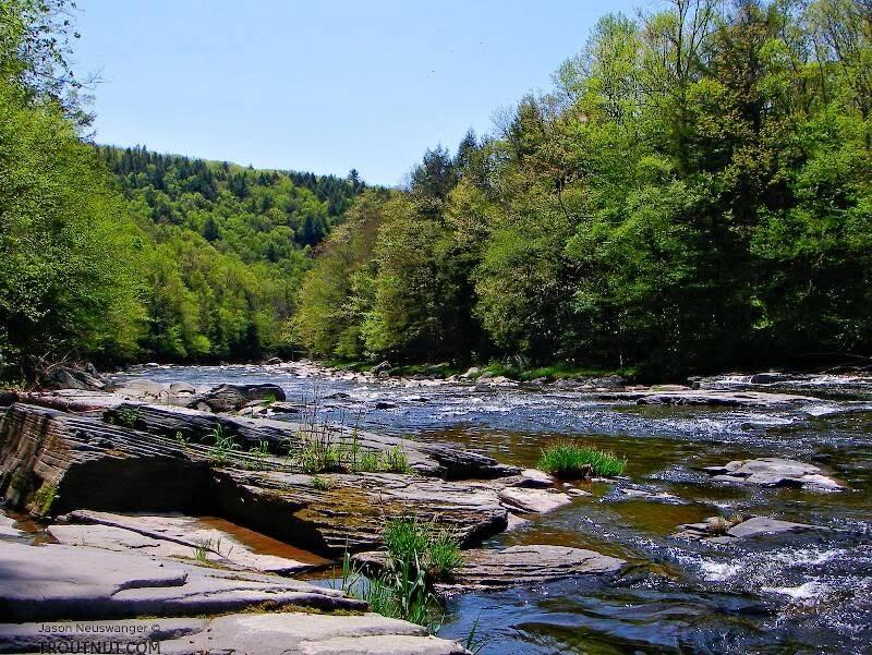 The Neversink River Festival 2026