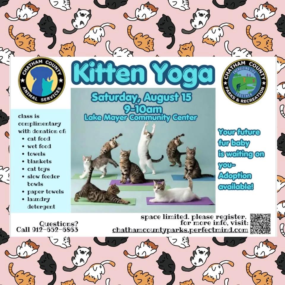 Kitten Yoga