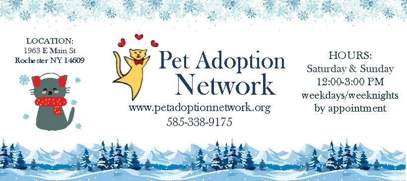 Meet our adoptable cats!