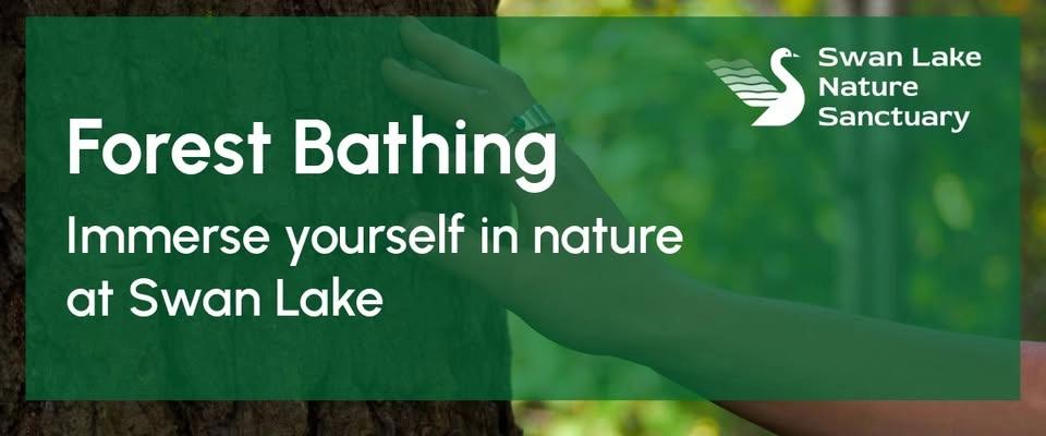 Forest Bathing at Swan Lake