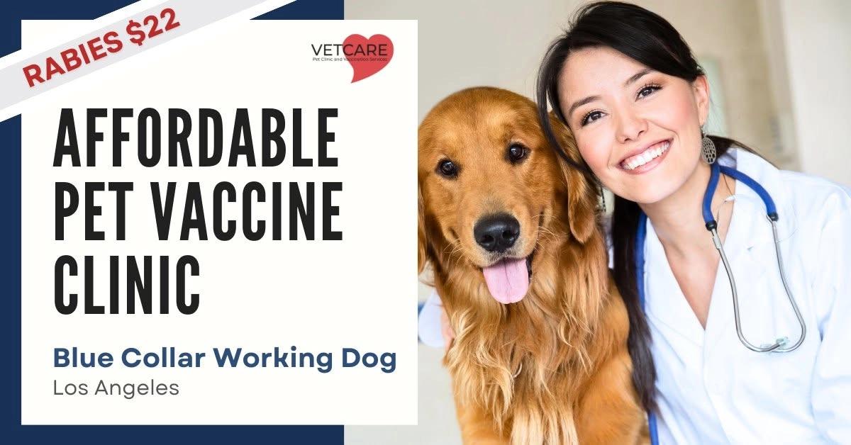 Affordable Pet Vaccine Clinic- Blue Collar Working Dog