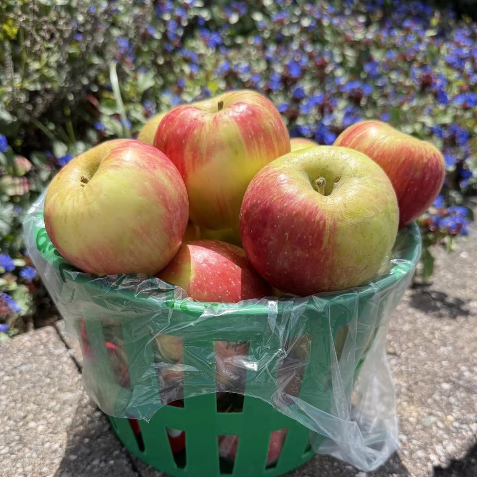 Apple Harvest Festival