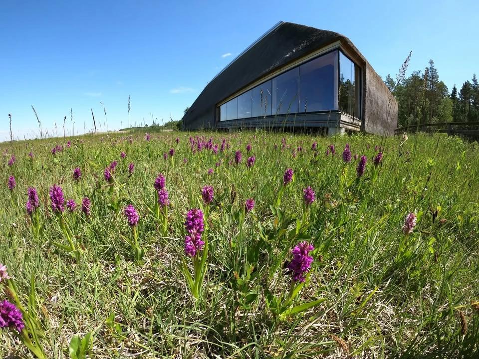 Sommarprogram på naturum Tåkern