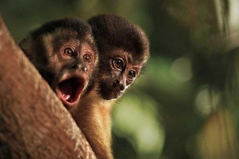 Amazonia