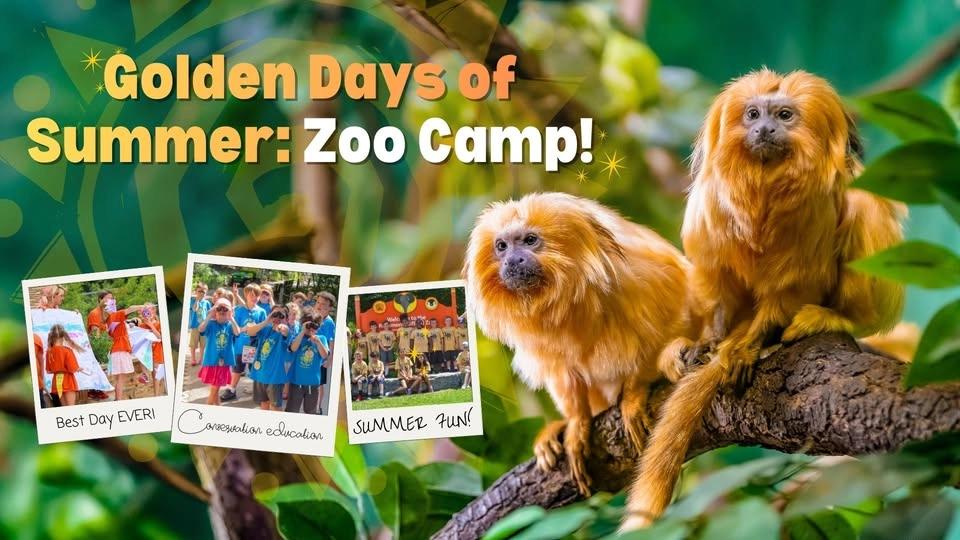 Golden Days of Summer: Zoo Camp!