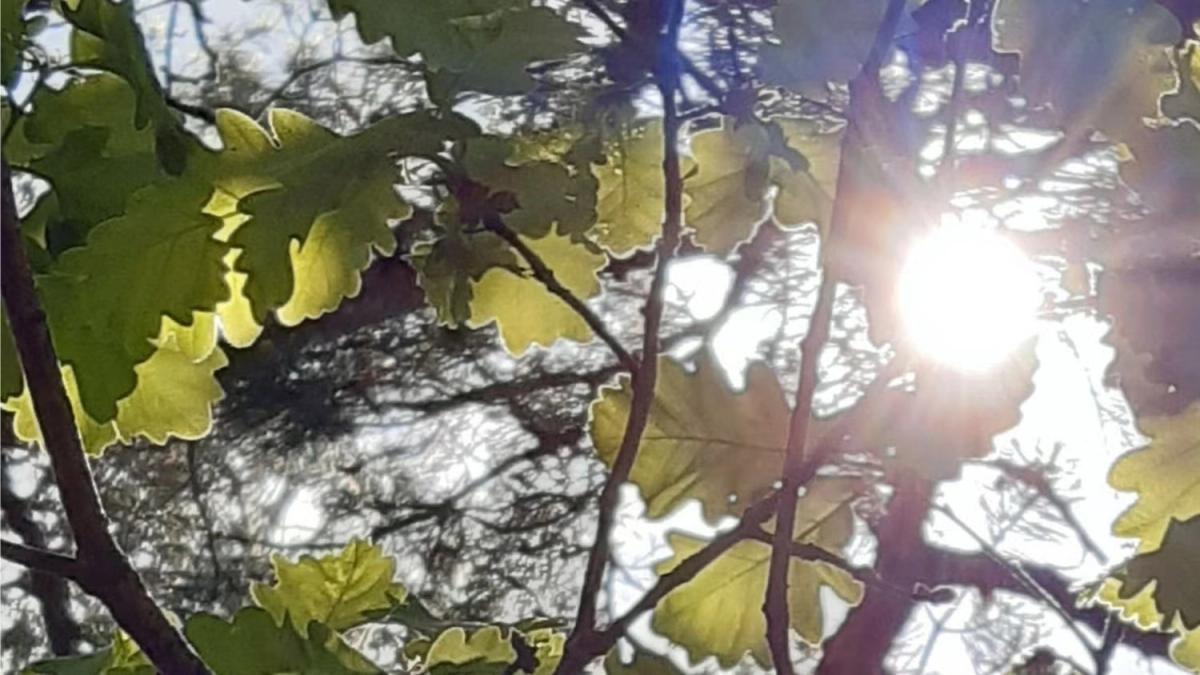Dimanche 9 août : changement de lieu - bain de forêt au Bois de Vincennes