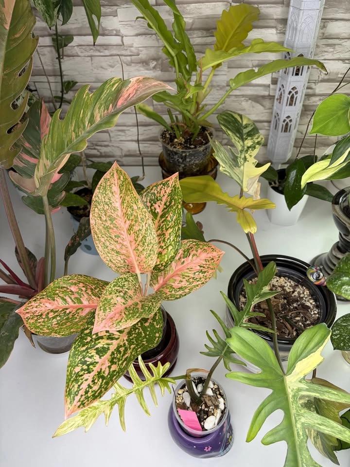 Mid-Michigan Plant People’s Fall Plant & Art Sale